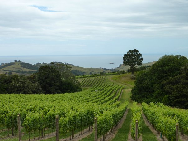 Favourite place in NZ - Waiheke Island