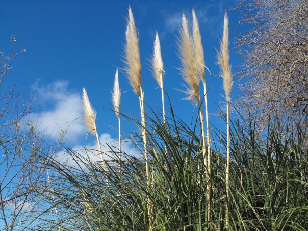 Favourite place in NZ - Wanganui