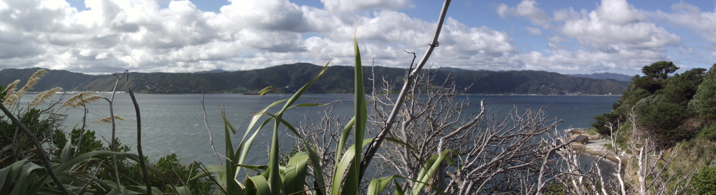 Favourite place in NZ - WELLINGTON