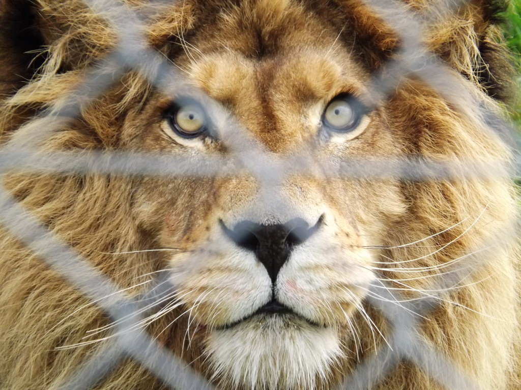 Lion at Pouakai Zoo New Plymouth